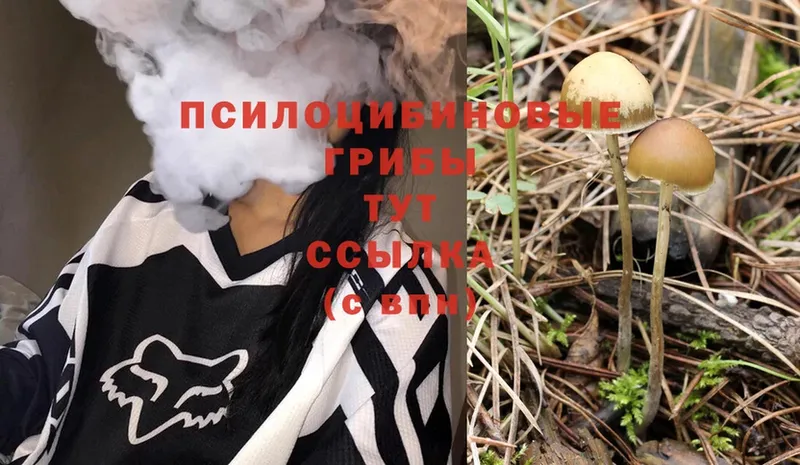 Псилоцибиновые грибы Psilocybe  Лабинск 